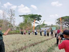 Penen Raya Bawang Merah TSS, Hadiri Bupati Gunungkidul dan Panewu Semin